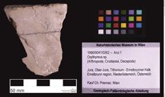 Foto (Objekt + Etiketten) von Oxythyreus sp. (NHMW-GEO-1990-0041-0262)